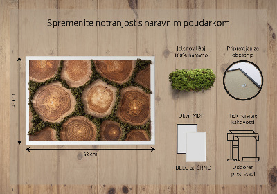 Decoração com musgo Corte transversal do tronco