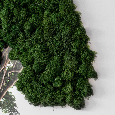 Decoração com musgo Árvore em um fundo branco