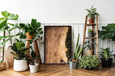 Quadro de musgo Tábua de carvalho natural