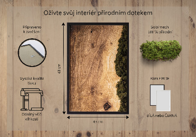 Quadro de musgo Tábua de carvalho natural