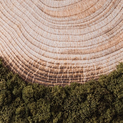 Quadro de musgo Grão de madeira
