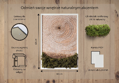 Quadro de musgo Grão de madeira