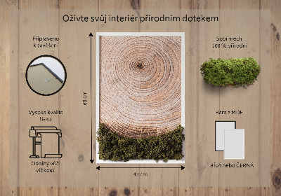 Quadro de musgo Grão de madeira