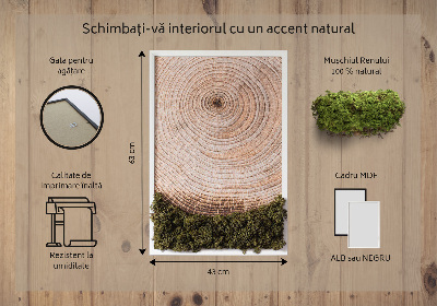 Quadro de musgo Grão de madeira