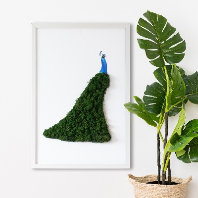 Decoração com musgo Pavão