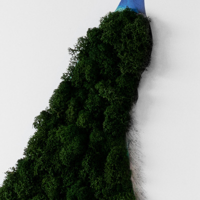 Decoração com musgo Pavão