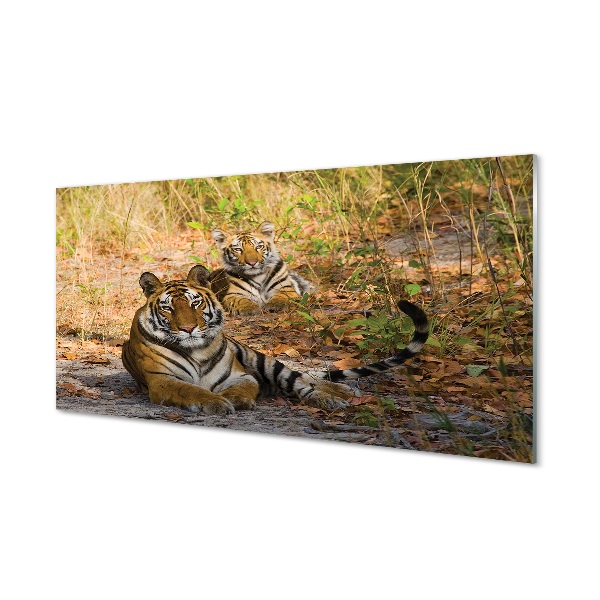 Quadro de vidro Tigres