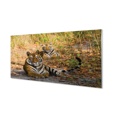 Quadro de vidro Tigres