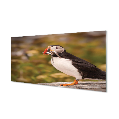 Quadro de vidro Papagaio