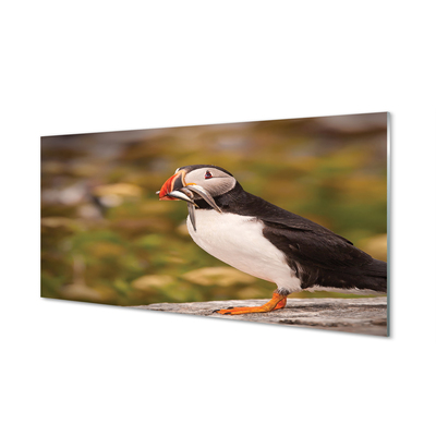 Quadro de vidro Papagaio