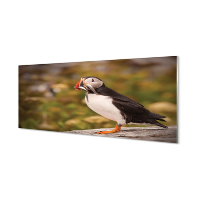 Quadro de vidro Papagaio