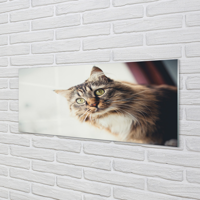Quadro de vidro Gato Maine Coon