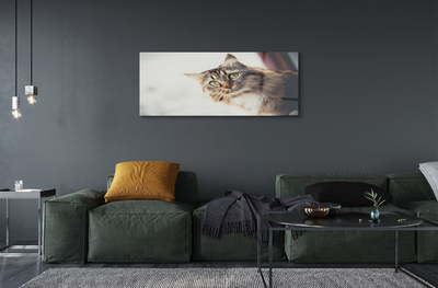 Quadro de vidro Gato Maine Coon