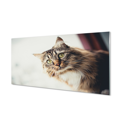 Quadro de vidro Gato Maine Coon