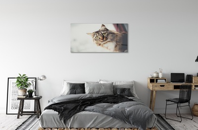 Quadro de vidro Gato Maine Coon