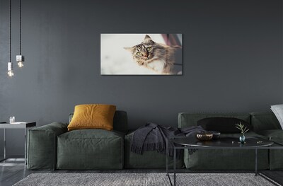Quadro de vidro Gato Maine Coon