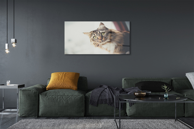 Quadro de vidro Gato Maine Coon