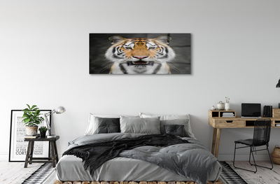 Quadro de vidro Tigre
