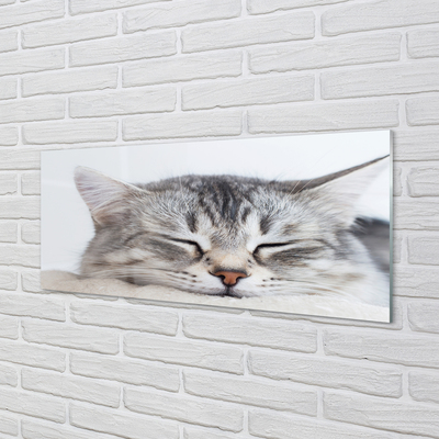 Quadro de vidro Gato dormindo