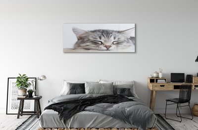 Quadro de vidro Gato dormindo