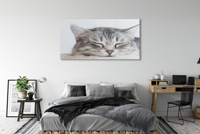 Quadro de vidro Gato dormindo