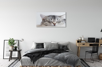 Quadro de vidro Gato dormindo
