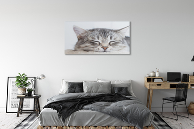 Quadro de vidro Gato dormindo