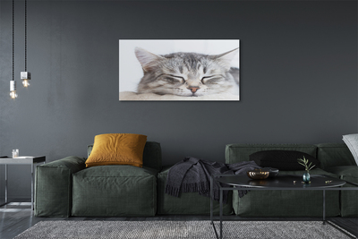 Quadro de vidro Gato dormindo