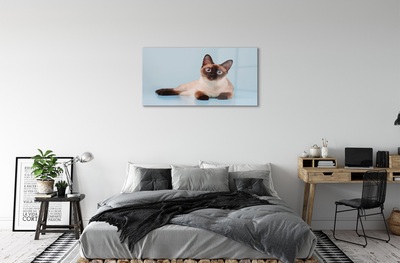 Quadro de vidro Gato deitado