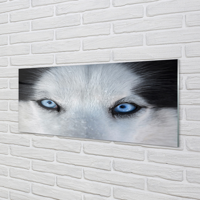 Quadro de vidro Olhos de lobo