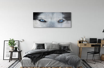 Quadro de vidro Olhos de lobo