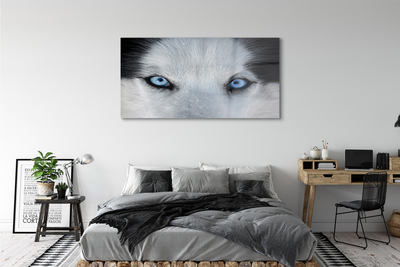 Quadro de vidro Olhos de lobo