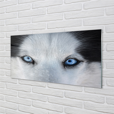 Quadro de vidro Olhos de lobo