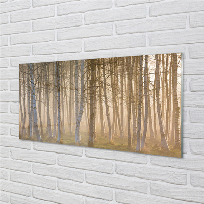 Quadro de vidro Árvores da floresta ao nascer do sol