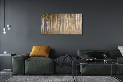 Quadro de vidro Árvores da floresta ao nascer do sol