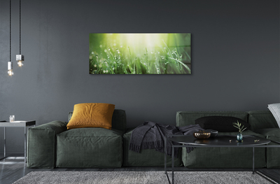 Quadro de vidro Gotas, grama, sol