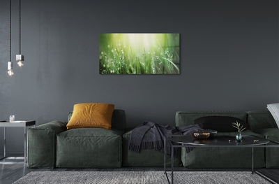 Quadro de vidro Gotas, grama, sol