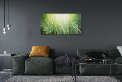 Quadro de vidro Gotas, grama, sol