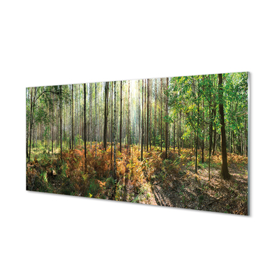 Quadro de vidro Floresta de bétulas