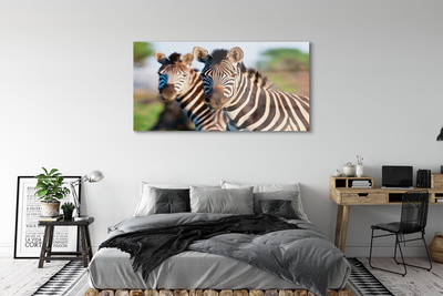 Pintura em vidro Zebras