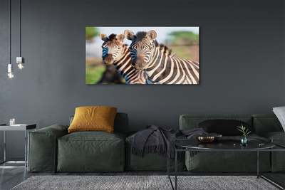 Pintura em vidro Zebras