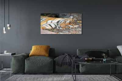 Quadro de vidro Tigre mentiroso