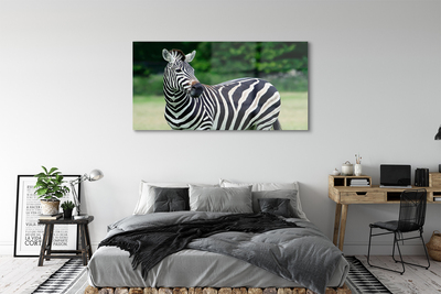 Quadro de vidro Campo de zebras
