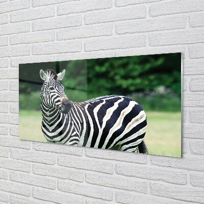 Quadro de vidro Campo de zebras