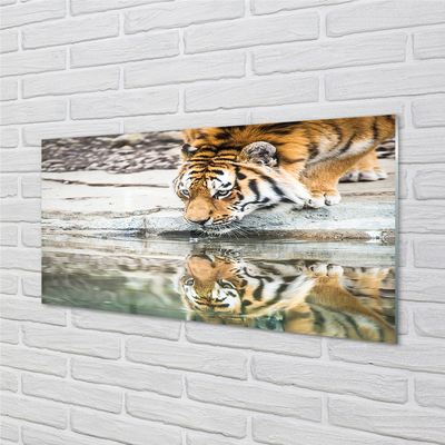Quadro de vidro Tigre Bebendo