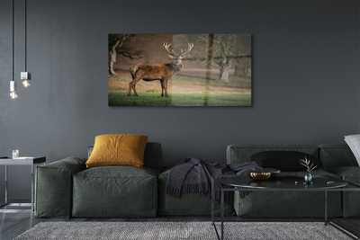 Quadro de vidro Veado no campo