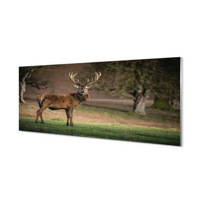 Quadro de vidro Veado no campo