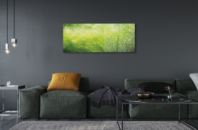 Quadro de vidro Gotas de orvalho da grama
