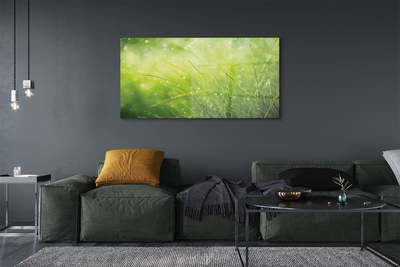 Quadro de vidro Gotas de orvalho da grama