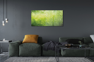 Quadro de vidro Gotas de orvalho da grama